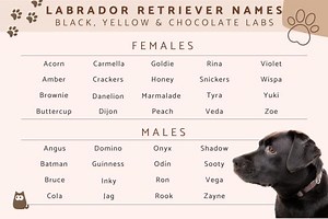 300  Names for Labrador Retrievers - For Yellow, Black and Chocolate Labs
