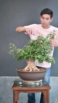 Learning Potted Trees Together Episode 187