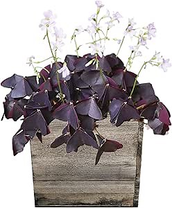 Easy to Grow Oxalis Triangularis 'Purple Shamrock' - Flower Bulbs Planted in Soil in a Wood Square, Blooms in 8 Weeks - Indoor Houseplant Gift
