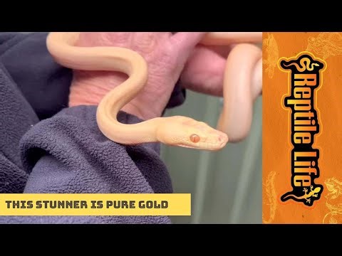 Albino Olive Python | Reptile Life Adelaide