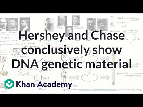 Hershey and Chase conclusively show DNA genetic material