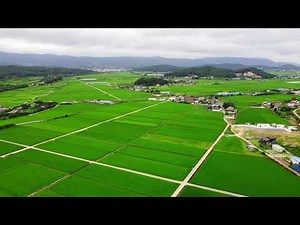 Rice Paddy Field in a Countryside of Gyeongju, South Korea. #경주