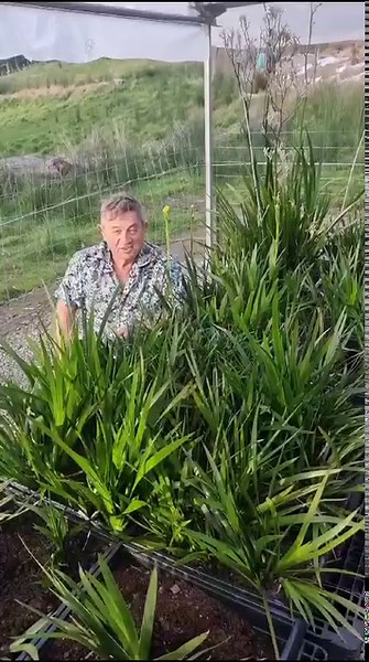 Since announcing the development of a new Bush Tucker Advanced Biological Liquid formula, native plant expert, Angus Stewart, has been trialling it on plants from his Kangaroo Paw breeding program in Tasmania. Angus Stewart played an integral role of the development of the original Bush Tucker product and is onboard yet again as we advance the original formula with the inclusion of specifically selected living bacteria and fungi to improve biological diversity and functionality. Since adding Bus