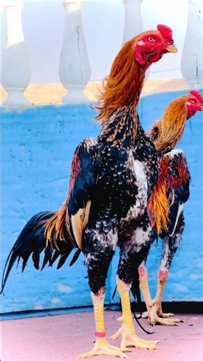 Shamo aseel 💯 ♥ #aseel #aseelmurga #lakha #murga #jawa #birds #shamo #shorts #Thai #shamoaseel