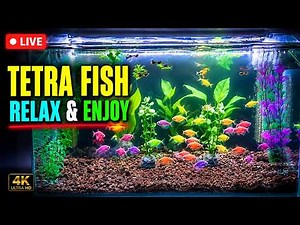 LIVE Tetra Fish Aquarium 🐟 Relaxing Underwater View | Peaceful Fish Tank Live 24/7