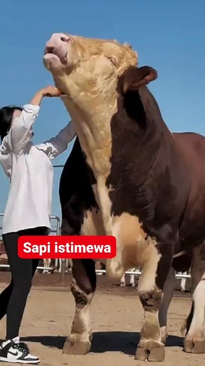 1.4M views · 10K reactions | Sapi superer #peternakan #sapi #reels | Peternak Kambing Milenial | Facebook