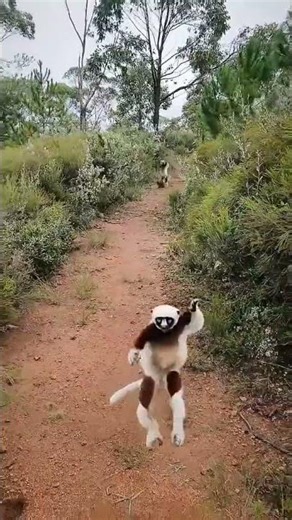 Did you know this about the famous Lemur? #animalshorts #shorts