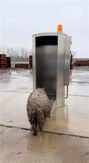 How cute and lovable this animal is