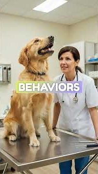 Classification of Seizures in Dogs and Cats: A Guide for Vet Students, NAVLE Prep & Pet Parents