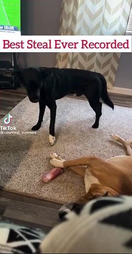 6.5K views · 527 reactions | This Sneaky dog!  | New Role Models | Facebook