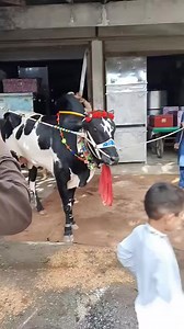 11K views · 69 reactions | ہزارے کے روایتی ڈھول کی تھاپ میں اتنا جوش ہے کہ بیل بھی ناچنے پر مجبور ہو گیا۔ | Islamabad Cow Mandi | Facebook