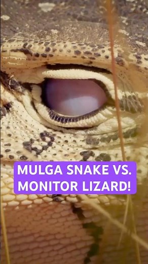 Mulga Snake vs. Monitor Lizard #wildlife #venomouscreatures #komododragons