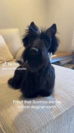 Discover the Adorable Scottish Terrier Traits