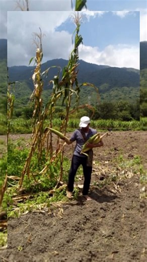 Deep in the lush volcanic lands of Jala, Nayarit, Mexico, something unbelievable grows — the largest corn on Earth. 🌽 At the foot of the mighty Ceboruco volcano, farmers have cultivated a unique strain of corn known as Maíz de Jala for generations. These ears can grow up to 50 cm long, with plants stretching nearly 5 meters tall! Each summer, the town celebrates its Feria del Elote, where growers proudly showcase their towering harvests. The secret? Volcanic soil rich in minerals, pure heirloom