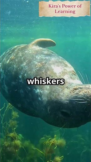 🦭 Pinnipeds: The Mammals That Conquered Land AND Sea #wildlife #prehistoric #scienceshorts