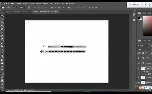 【研究生】 用Photoshop （PS）处理Western Blot(WB) 的图片