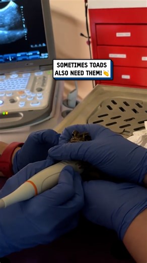 This is how toads get an ultrasound done 🐸😲 #toad #frog #tech | UNILAD Tech