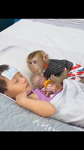 Friendship Tested Monkey Kaka's Vigil for Diem's Recovery #16 | Kaka Video | Facebook