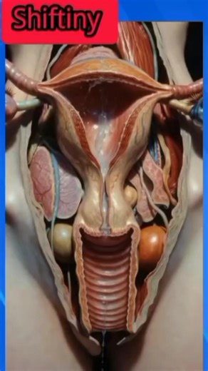 Inside the Uterus: Realistic Pelvic Anatomy Explained (3D Animation)