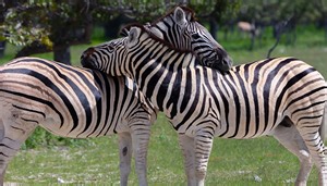 A New Plan To Catch The Zebras That Are Still Loose In Maryland Is Straight Out Of 'It's Always Sunny'