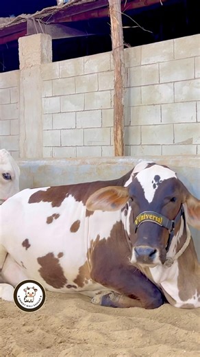 Kia kehna hai is cuteness ka || maweshi mandi #beautifulanimal