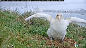 7.3K views · 661 reactions | Watch the Royal Albatross chick open his wings several times in front of the camera. In five months time, this chick will be ready to hit the open ocean. At fledging, his wings will stretch around 10 feet (~3 meters) from tip to tip. Stay until the end to see a neighboring adult wander by the nest. Watch LIVE at AllAboutBirds.org/Albatross The Royal Albatross Cam is in collaboration with the New Zealand Department of Conservation. | Bird Cams | Facebook