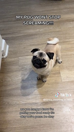 Dramatic Pug Speaking Human! Understanding the Most Dramatic Pug Ever!