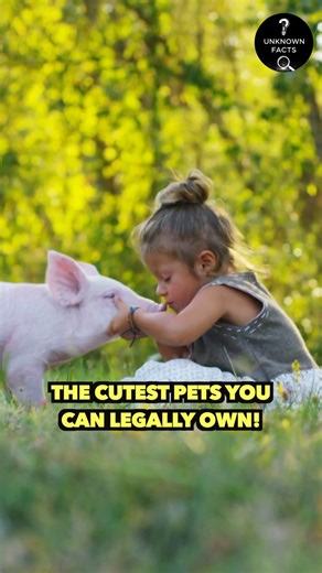 The Cutest Pets You Can Legally Own! | Unknown Facts
