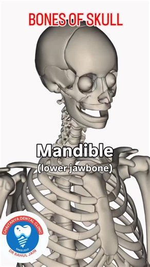 The human skull consists of 22 bones in adults, divided into 8 cranial bones that protect the brain and 14 facial bones that form the face and support teeth.� �Cranial BonesThese enclose the brain: Frontal bone (forehead). Parietal bones (2, top sides). Occipital bone (back base). Temporal bones (2, sides with ear structures). Sphenoid bone (base center). Ethmoid bone (between eyes). ��Facial Bones These include jaw and cheek structures: Maxillae (2, upper jaw holding upper teeth). Mandible (1, 