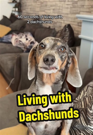 I have this every minute of every day 😅 #dachshund #sausagedog #dogtok #pet