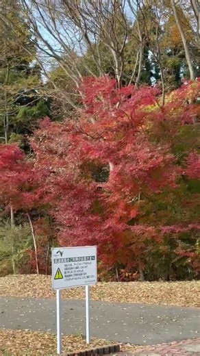 more maple tree #shorts