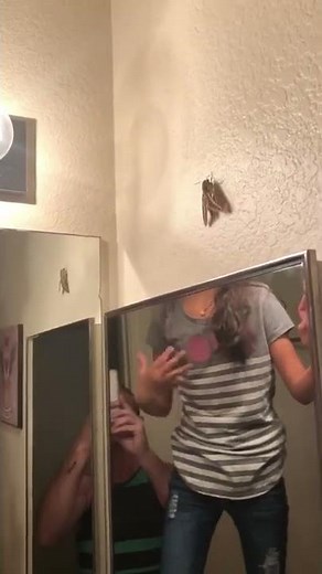 Warning! Dangerous Moth attack 🤣