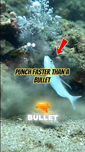 This tiny creature punches like a weapon 💥 #facts #didyouknow #wildlife