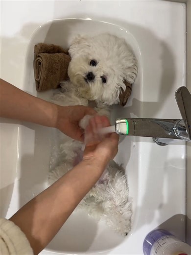 POV: Bathing the calmest Bichon ever#DogBath #doglover #Bichon #doglife #dogsoftiktok #ForYou #fyp