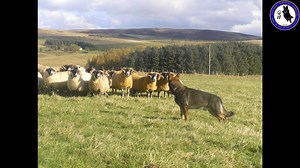 15K views · 397 reactions | The German Shepherd Herding Dog (source of the pics: Google Images) | German Shepherd Work-Line | Facebook
