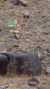 Chukar and petroglyphs 🤩 Turn up the volume, gotta love that sound #chukar #chukarpartridge #chukarchaser #birds #petroglyphs #nevada #peteoglyphsofnevada #wildlife #wildlifephotography #gohunt #kuiu #kuiunation #wildlifephotographer #epicoutdoors #kapture #outdoors #redbeak | Victor Trujillo