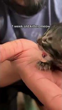 Cute kitten sounds