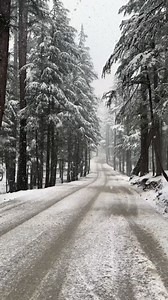 Snow-covered trees on both sides and a quiet road in between. Kalam knows how to make winter feel special 😍 video credits: Travel with Akhtar | Lake Saif Ul Malook