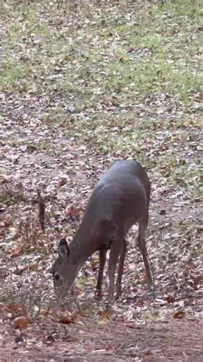 2K views · 13 reactions | Testing the air… “”sniff…, sniff…,sniff!”… | Hal Barringer | Facebook