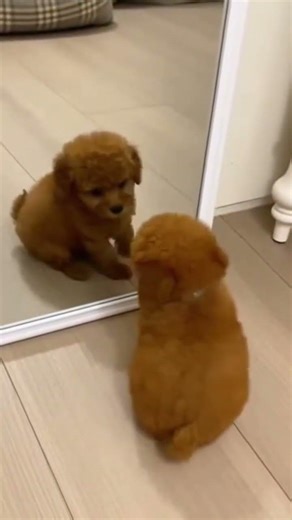 No one saw it #foryou #bestpetsupplies#puppy #dog #cute #funny