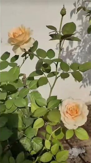 Rose flowers #rose #rosecaring #shortsfeed #shortvideo #floweringplant #gardening #viral #garden