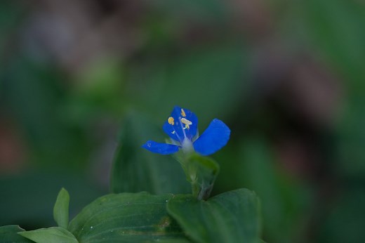 Commelina cyanea complete grow guide — Whipbird Environmental