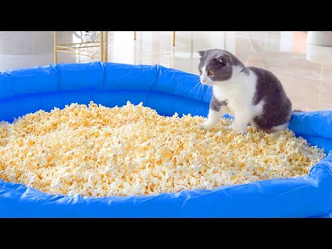 Can Cats Walk On Popcorn Pool? | Compilation