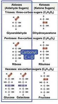 Aldoses vs. Ketoses simplified- see full lecture! #biology #science