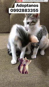 9.5K views · 205 reactions | Caso Externo Gatitas de dos meses en Adopcion súper responsable Están listas para alegrar con sus ocurrencias su hogar  Se dan juntas preferiblemente Xque son inseparables, se acicalan,comen, juegan, duermen y hasta van al baño juntas Están desparasitadas, no tienen pulguitas, comen Nutrapro y usan el arenero Se dan con kit de bienvenida Más información al 0992883355 | Adopción Animal Guayaquil - AG | Facebook
