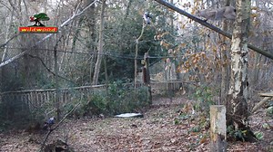 How high can a lynx jump? Nine years ago, we saw just how high while filming at the park with BBC Countryfile and our two lynx sisters, Cara and Shria. Impressive? #ThrowBackThursday #TBT | Wildwood Kent