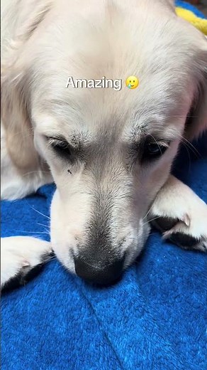 Best dog - English Cream Golden Retriever #goldenretriever #cutedog #puppy #englishcream