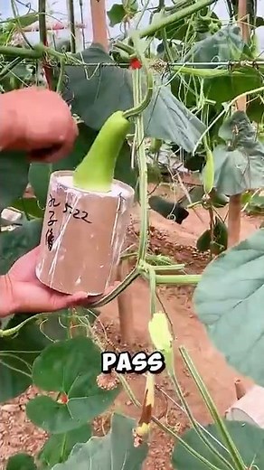 How gourd are grown into art