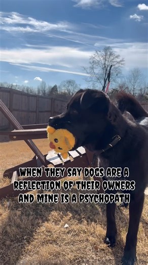 Osa on Instagram: "#greenvillesc #cutepuppies #fyp #doglover #cute"