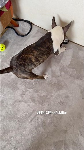 2026.7.13ベルBOY #ブルテリア #bullterrier #dog #犬 #愛犬